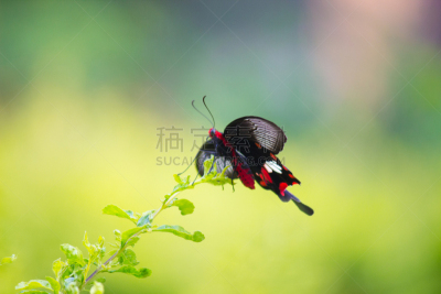 普通摩门蝶,水平画幅,无人,夏天,户外,植物,季节,昆虫,蝴蝶,凤尾蝶