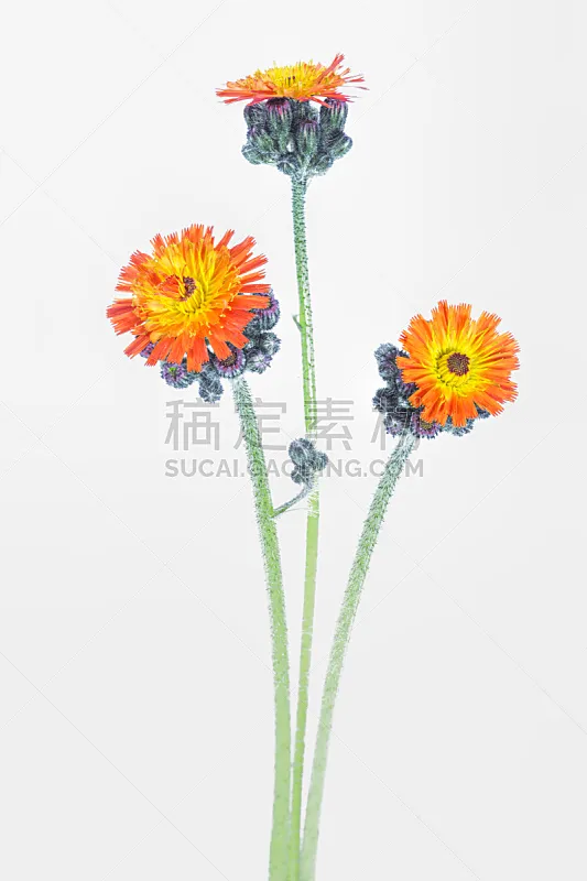 Indian Paintbrush 仅一朵花 茶色 垂直画幅 无人 夏天 画笔 特写 瑞士阿尔卑斯山 植物图片素材下载 稿定素材 Indian Paintbrush 仅一朵花 茶色 垂直画幅 无人 夏天 画笔 特写 瑞士阿尔卑斯山 植物图片素材下载 稿定素材