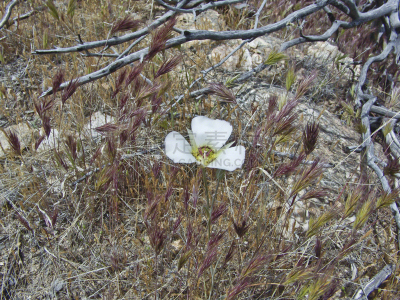 百合花,野生植物,大麦,橡树,天空,美,水平画幅,无人,图森市,户外