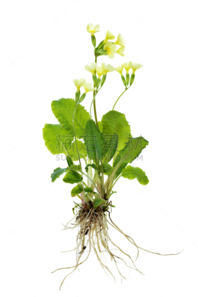 樱草花,植物,黄花九轮草,分离着色,白色,垂直画幅,根部,叶子,背景分离,花