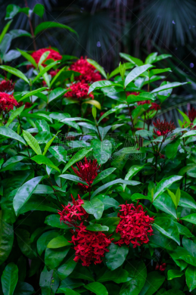 植物群,植物园,垂直画幅,水,兰花,枝繁叶茂,夏天,石材,花园路