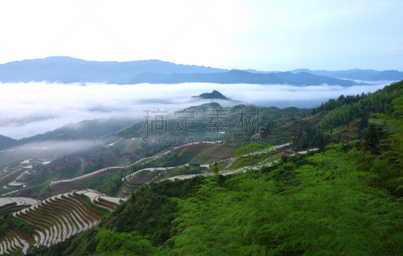 梯田,龙脊梯田,龙胜,竹子叶,竹林,桂林,水平画幅,无人,早晨,夏天