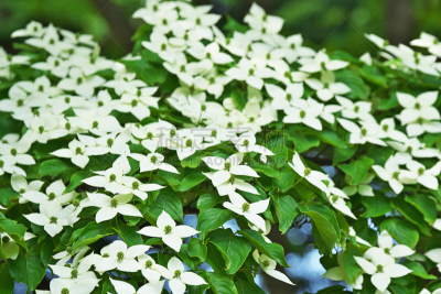 山茱萸,水平画幅,绿色,平塚市,无人,五月,日本,白色,春天,植物