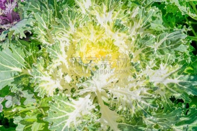 油菜科,仅一朵花,转基因,手指珊瑚,水平画幅,无人,荷兰,十月,冬天,农业