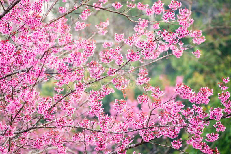 樱花,泰国,花朵,色彩鲜艳,粉色,樱之花,钚,自然美,洛姆,花