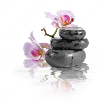兰花,石头,风水,稳定,水平画幅,符号,健康,背景分离,特写