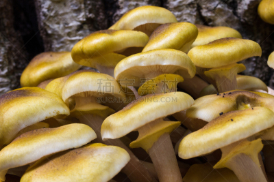 真菌,树干,木制,蘑菇,滑子菇,鳞伞菇,瓷样伞菇,树桩,褐色,水平画幅