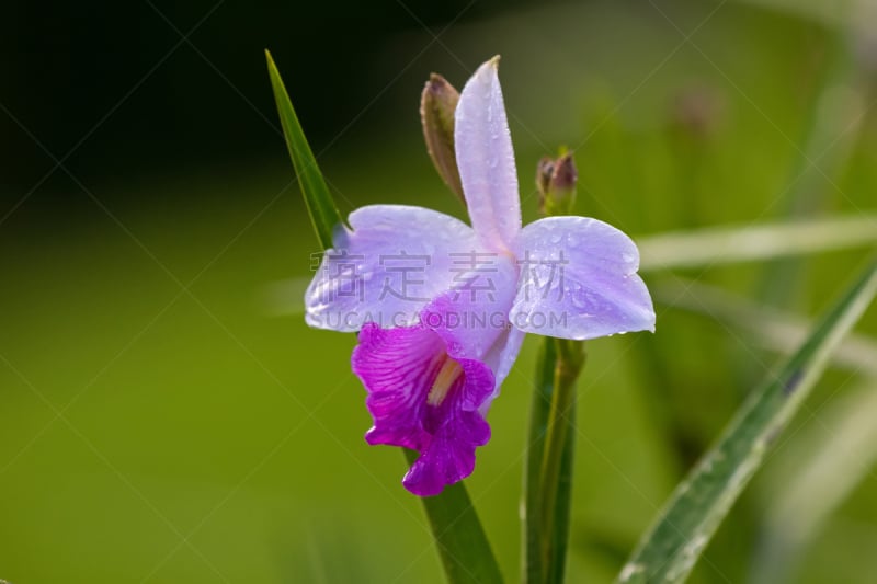 兰花,竹,粉色,白色,菜园,美,水平画幅,婆罗洲岛,夏天,户外