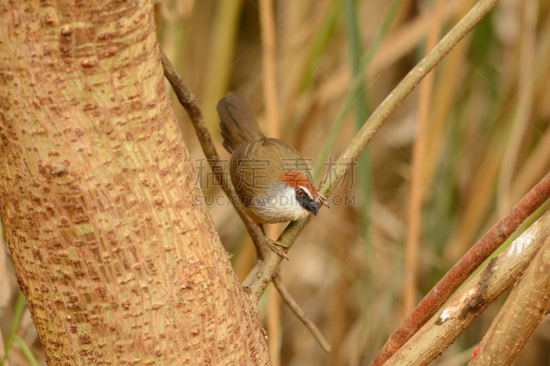 Chestnut-capped Babbler,热带鸟,水平画幅,无人,鸟类,动物身体部位,野外动物,户外,泰国,观看