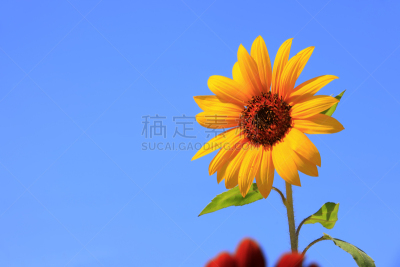 天空,向日葵,海洋,在下面,水平画幅,无人,园艺,夏天,户外,特写