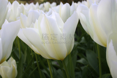 郁金香,白色,趋光性,水平画幅,美人,纯净,英格兰,夏天,户外,干净