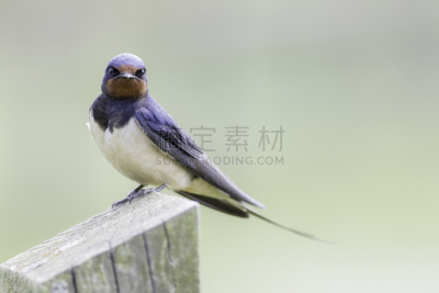 燕子,相机,家燕,留白,水平画幅,注视镜头,绿色,鸟类,翎毛,篱笆