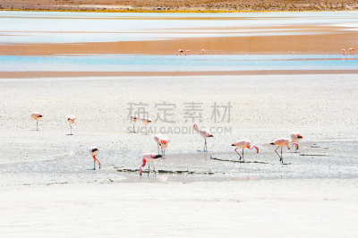 玻利维亚,阿尔蒂普拉诺山脉,火烈鸟,粉色,水,美,水平画幅,山,鸟类,旅行者