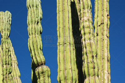 仙人掌,cardon cactus,索诺兰沙漠,萨挂诺仙人掌,下加利福尼亚半岛,天空,水平画幅,无人,荆棘,户外