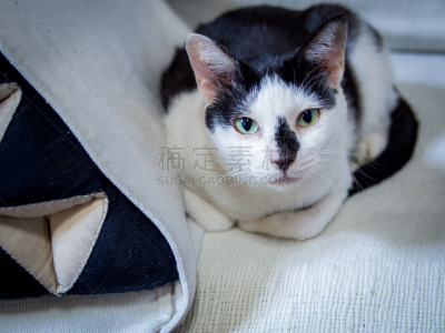 暹罗猫,黑白图片,注视镜头,海豹猫,骄纵宠物,水平画幅,纺织品,动物身体部位,泰国,沙发