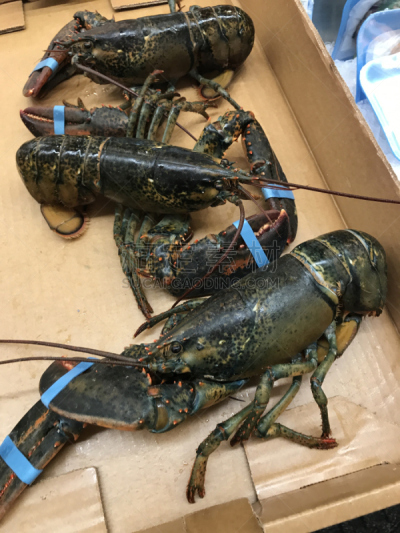 龙虾,垂直画幅,饮食,美国,海产,赫蕉属,室内,龙虾捕捞,厨房,动物