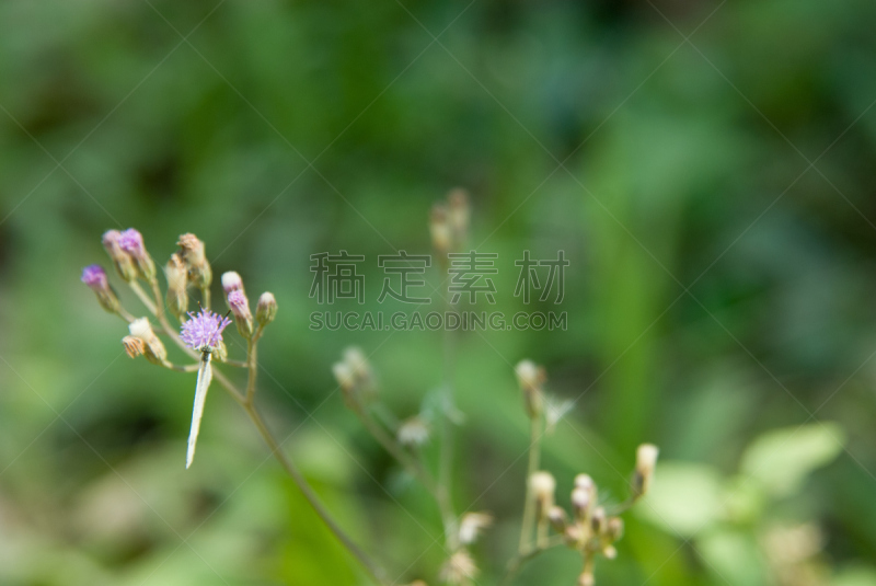 小的,蝴蝶,特写,白蝴蝶,自然,无脊椎动物,水平画幅,无人,节肢动物,户外