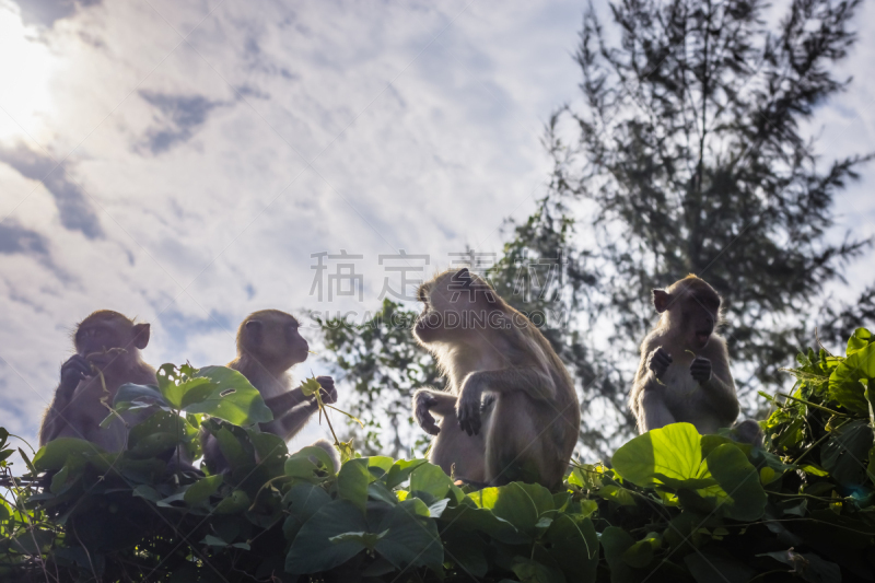 猴子,自然,白面狐尾猴,野生动物,水平画幅,新加坡,枝繁叶茂,无人,热带树