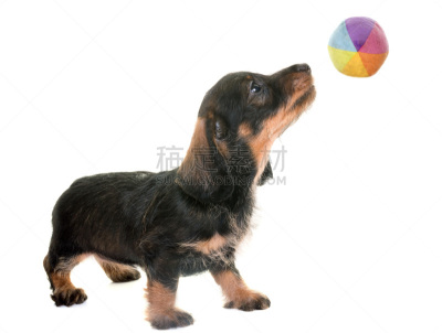 小狗,金属丝,腊肠犬,球,褐色,水平画幅,小的,进行中,白色背景,背景分离