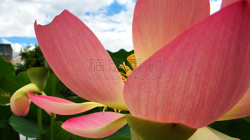 美,威廉海玛动物园,荷兰,水平画幅,无人,花头,特写,摄影,花