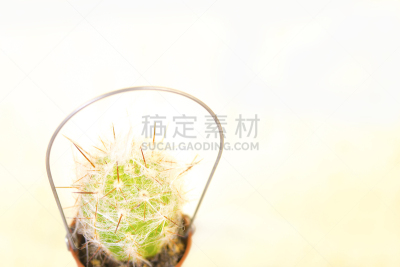 仙人掌,自然,选择对焦,留白,艺术,水平画幅,香草兰,时尚,夏天,明亮