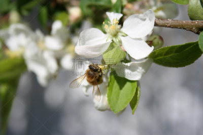 苹果花,蜜蜂,白色,事先预防,薄弱环节,勇敢面对,捷足先登,未雨绸缪,褐色,水平画幅
