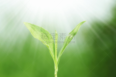 秧苗,新的,自然,天空,水平画幅,绿色,无人,日本,材料,太阳