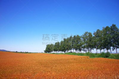美瑛町,田地,美,褐色,草原,水平画幅,山,无人,夏天,户外