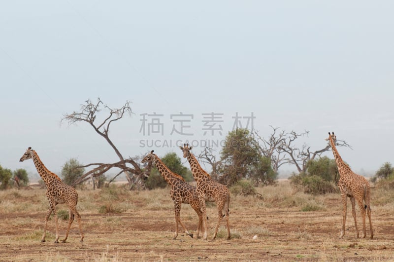 察沃国家公园,东,长颈鹿,大瞪羚,桑布卢国家保护区,喀拉哈里沙漠,安波塞利国家公园,野猫,鸵鸟,猎豹