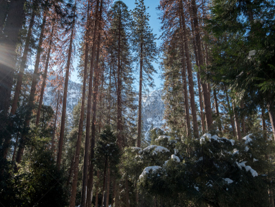 山脉,视角,雪,长发,背景,优胜美地山谷,加利福尼亚,树干,山顶,万里无云