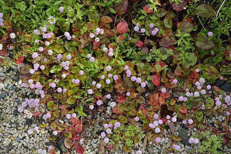 金平糖 金平糖图片 金平糖素材下载 稿定素材