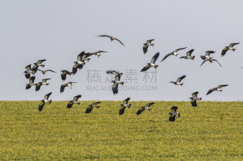 麦鸡亚科,自然,野生动物,水平画幅,地形,无人,鸟类,野外动物,户外,喙