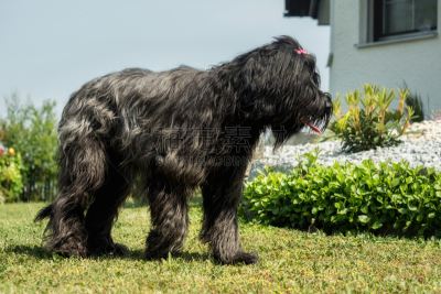 黑色,briard,家庭花园,自然美,美,舌头,水平画幅,无人,巨大的,夏天