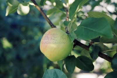 苹果,苹果树,平衡折角灯,天空,水平画幅,西姆拉,无人,盒子,夏天,户外