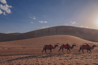 中国,骆驼,沙漠,甘肃省,敦煌,旅游目的地,沙丘,鸣沙山,西北,动物