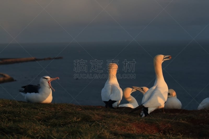 黑尔戈兰岛,岛,德国,黑色,大海鸟,南美,天空,群岛,地名,水平画幅