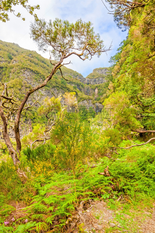 自然,马德拉,地形,绿色,垂直画幅,气候,山,无人,大西洋群岛,户外