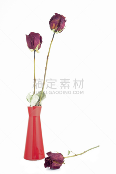 玫瑰,干的,三个物体,垂直画幅,无人,衰老过程,古老的,特写,花束,花蕾