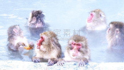 日本猕猴,可爱的,留白,水平画幅,雪,猴子,野外动物,户外,哺乳纲,新年前夕