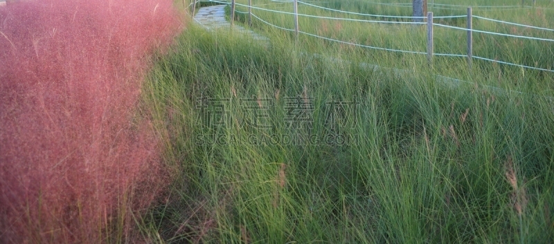 草,粉色,环境,公园,韩国,乱子草属,朝鲜半岛,植物,背景,户外
