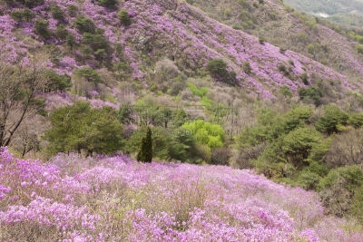 松树,杜鹃花,自然,温带的花,水平画幅,地形,无人,仁川,户外,春天
