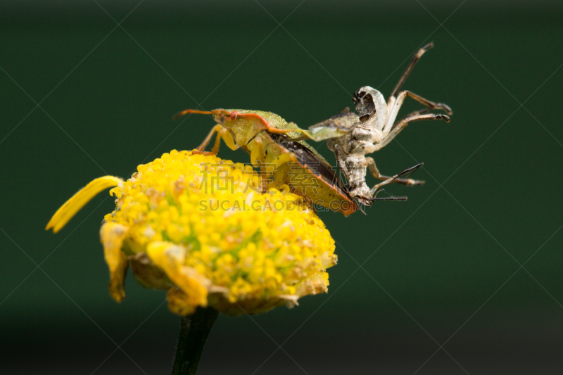 鹭管鱼,绿色,外骨骼,green shield bug,heteroptera,动物的外骨骼,动物骨骼,无脊椎动物,水平画幅,2015年