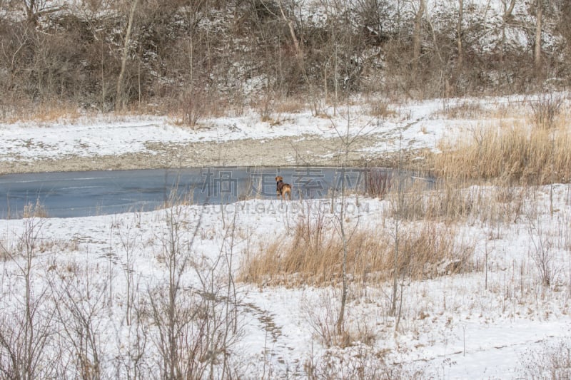 维希拉猎犬,水,天空,水平画幅,进行中,雪,鸟类,早晨,沼泽,户外