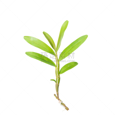 石斛,背景分离,分离着色,自然,兰花,气候,绿色,根部,无人,嫩枝