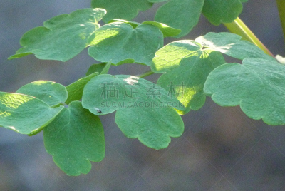 唐松草,叶子,金色,灯开关,自然,水平画幅,绿色,无人,阴影,户外