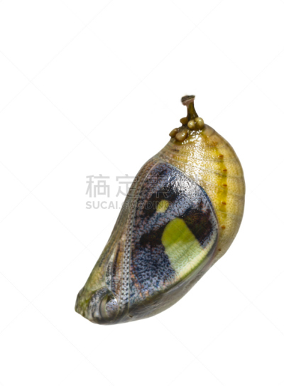 中老年人,白色,蝴蝶,茧,分离着色,鹭管鱼,生物学,剪贴路径,背景分离,热带气候