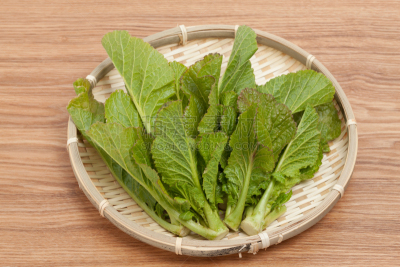 叶子,水平画幅,无人,成分,清新,蔬菜,风帽,摄影