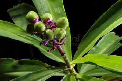 植物,自然,鸭跖草目,水平画幅,无人,植物园,野外动物,户外,生物学,生态多样性