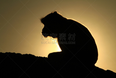 猴子,巴蜀,自然,野生动物,水平画幅,小的,拿着,热带雨林,野外动物,户外