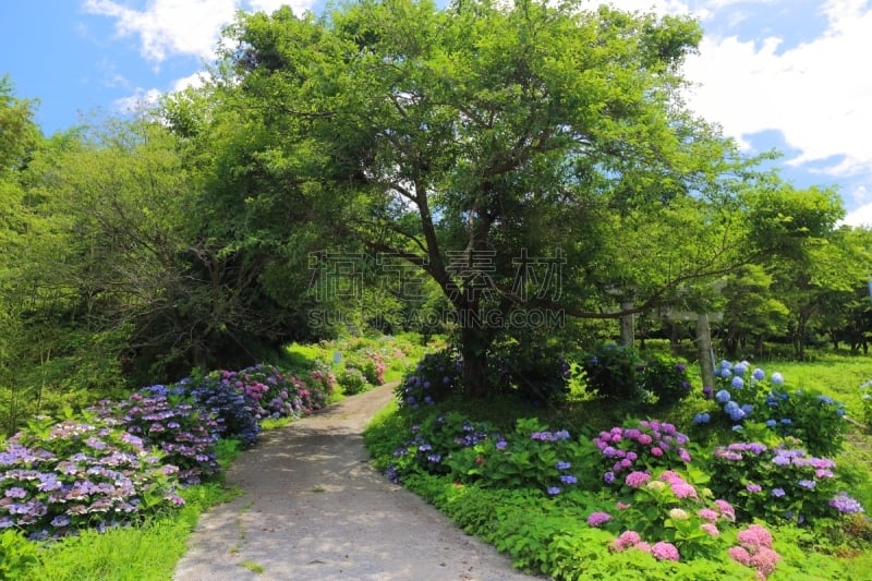 八仙花属,神殿,水平画幅,无人,夏天,大分县,鸟居,树,摄影